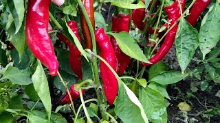 Гіркий перець Козиний ріг.🌶️🌶️🌶️Урожай гіркого перцю 2022 найкращий сорт для домашнього вирощування.