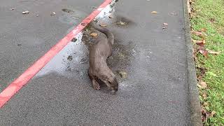 新加坡野生水獭 Smooth-coated Otters In Singapore _ 24 December 2024 _ Singapore _ 8.32am