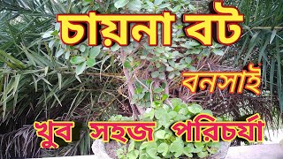 How to make a bonsai of Chinese banyan. চায়না বট সহজ পরিচর্যা, Chinese bot care. PNK garden .