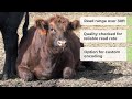 herdwhistle visibility and data driven decisions for your livestock