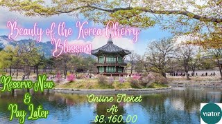 The Korea Cherry Blossom  Discover 9days 8nights