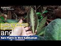 Looking for the Most Expensive and Rare Plants in West Kalimantan Forests-Ornamental Plants 2021