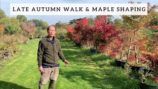 Late Autumn Walk and Maple Shaping