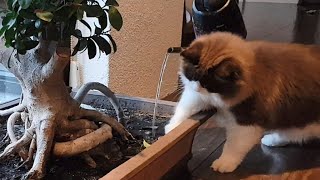 Ragdoll Kitten Fascinated By Watering Plants