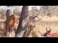 lion climbs up the tree to steal leopards kill