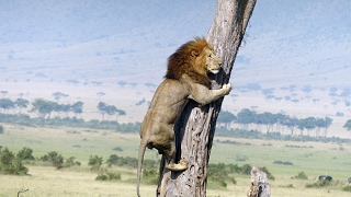 Lion climbs up the tree to steal leopards kill!!!