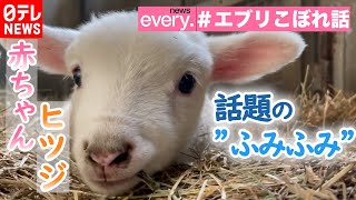 【癒し】“頭突き”で話題の赤ちゃんヒツジ”　ふみふみ”しちゃうかわいい姿も