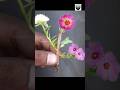 How to get multicolor flowers on portulaca plants _  grafting technique #shorts #short #short