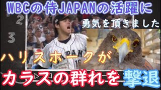 WBCの侍JAPANの活躍に勇気をもらい、カラスの群れを撃退するハリスホーク