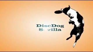 Discdog