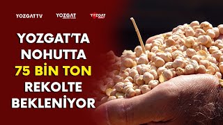 Yozgat’ta nohutta 75 bin ton rekolte bekleniyor