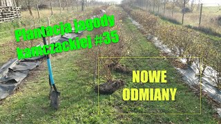 Plantacja jagody kamczackiej #35 - Nowe odmiany