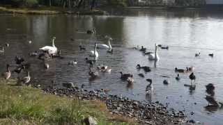 白鳥スワン2014（茨城県水戸市の大塚池、今秋第１陣？）SWANS