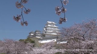 姫路城（桜）①