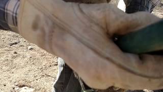 Goose,  hoof bulb loading on inside heel 6