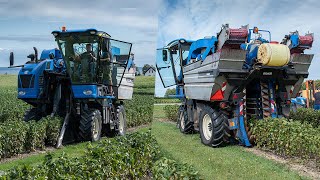 Black Currant Harvest 2021 | New Holland VL640 Braud Hopper Harvesting Black Currant in Denmark