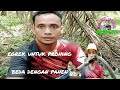 egrek untuk proning beda dengan panen. #egrek flexible magic