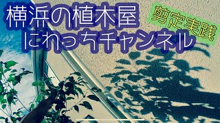 【植木屋が教える庭木の剪定実践編】クス、ゲッケイジュ、キンカンなど 植木屋の雑談もあり