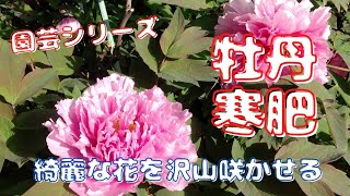 【牡丹】綺麗な花を咲かせる追肥【園芸シリーズ】