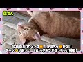 これってハロウィン？🎃【茶トラ猫】ではどうぞ