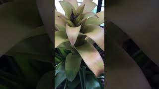 Bromeliad bloom: a detailed look at its flower structure#bromeliad #plantlover