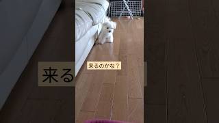 【パピー犬3ヶ月動画】自由すぎるポポどこに？　#マルチーズ　#子犬　#パピー犬　#幼犬　#愛犬　#子犬の成長記録 　#子犬の成長 　#maltese 　#dog　#Puppydog　#体重記録