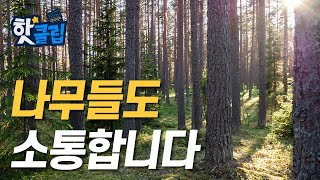 나무끼리도 친구를 사귄다? [핫클립] / YTN 사이언스