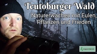 Teutoburger Wald - Eulen, Pflanzen und Frieden! Der Tag erwacht im Nebelwald! Kommt mit! 🤫 #natur