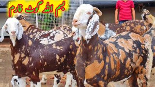 شیرا پرنٹ ابلک بیتل اور ناگرا بکرے 03416228300 goats farming public bismillah goat farm