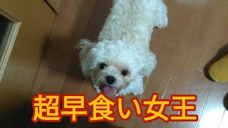 初心者ユーチューバー　[爆早食い]　#dog #チワワ　#プードル　#マルチーズ　#ミックス犬　#多頭飼い　　　　　　　　