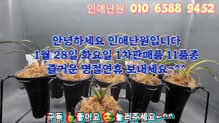 1월 28일 1차 환생 선경 원명 송죽 산출환엽황중투 신라 산반 황중투 호피반 산출서반 반성단엽 11품종 판매합니다