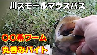 【川スモールマウスバス】タフな状況でも効く？？