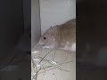 How to get your rat to take meds