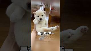 柴妻 モッチーは三姉妹の長女です💓　#柴犬 #豆柴 ⁣#豆柴こいぬ