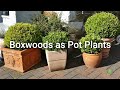 boxwood growing tips uses varieties and topiary