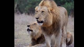 Kambula Young Male Lions Vocalising first time at Northern Londolozi