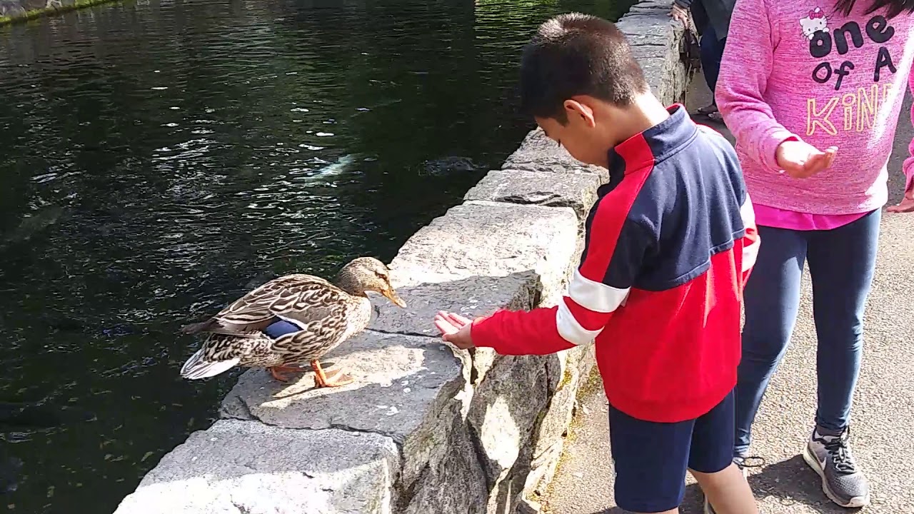 Ayden's Love To Feed The Ducks. - YouTube