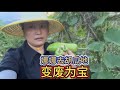 娜娜买了个西瓜给阿姨们吃，老板说菜难卖，我还捡了一篮子菜喂鸡