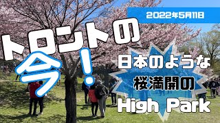 【トロントの今！2022年5月11日】桜満開のHigh Parkをお散歩しながらトロントの様子やコロナに関するNEWSをお届け！#カナダ留学