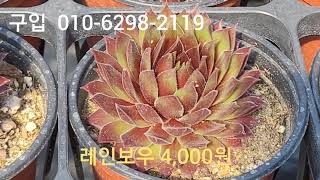 바위솔 판매(3000~4000원) 영상 2차 업데이트(22.03.28)