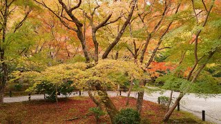 京都　美しい紅葉の　圓光寺でお散歩　しほの旅日記　2024 11 26