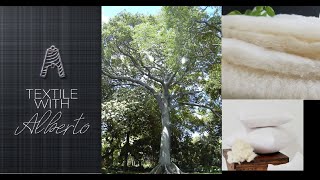 KAPOK - The lightest natural fibre in the world