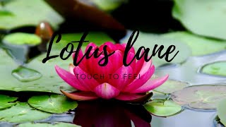 Lotus Lane (No Copyright Music) || Youtube audio library || Youtube Free copyright music