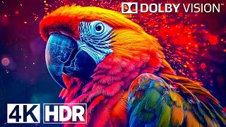 Vivid Colors 4K HDR 120 fps Dolby Vision (4K Video)