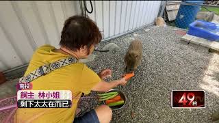 水豚先生逃走中！ 疑門沒關好「翹家」 飼主急壞盼民眾協尋