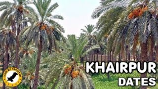 Khairpur Date Farms - Khairpur District