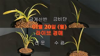 명품난초경매TV_더란_25년 01월 20일, 더란티비에서 만나는 특별한 명품 난초 셀렉션