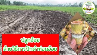 วิธีปลูกอ้อย ในดินโคลน(ฝนตกหนักมาก)|อ้อยสุพรรณบุรี50 |ไร่เติมสุข