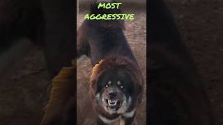 The Most Dangerous Dog Breeds👹💪 For Families: Fact or Fiction, aggressive dog #dog #animals,#mastiff