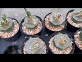 กราฟ astrophytum caput medusae pb cactus channel